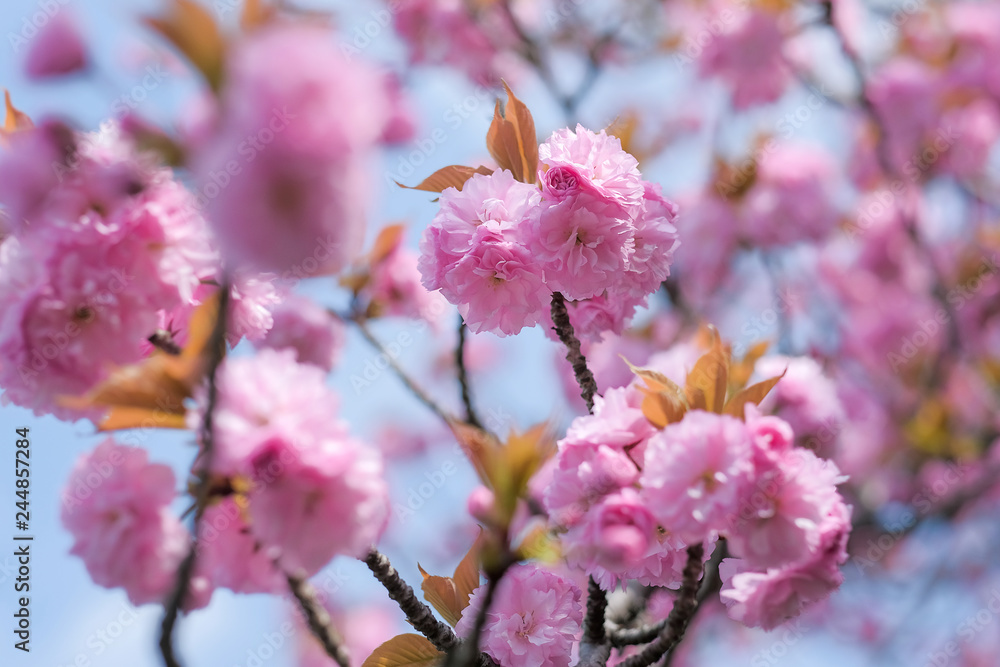 beautiful pink cherry blossom or sakura blooming  in the garden