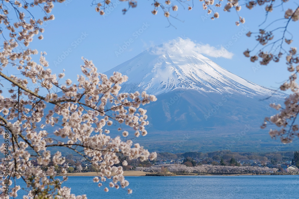 Mount Fuji with snow capped, blue sky and beautiful Cherry Blossom or pink Sakura flower tree in Spring Season at Lake kawaguchiko, Yamanashi, Japan. landmark and popular for tourist attractions Mount Fuji with snow capped, blue sky and beautiful Cherry Blossom or pink Sakura flower tree in Spring Season at Lake kawaguchiko, Yamanashi, Japan. landmark and popular for tourist attractions