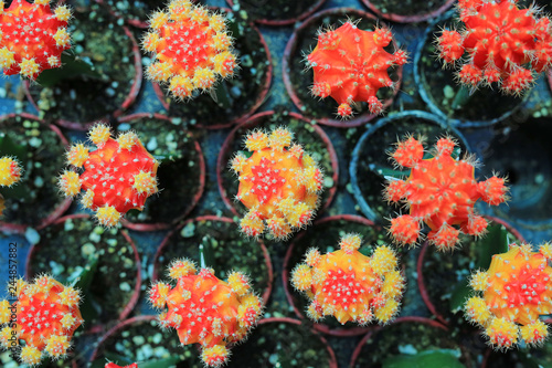 Colorful cactus in greenhouse growing. Top view.