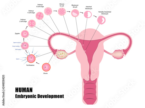 Early stages of human development  from ovulation to implantation of blastocyst in the uterine wall vector esp10