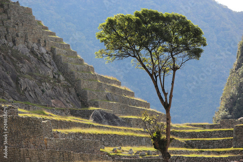 Tree standing out over ancient Macchupicchu photo