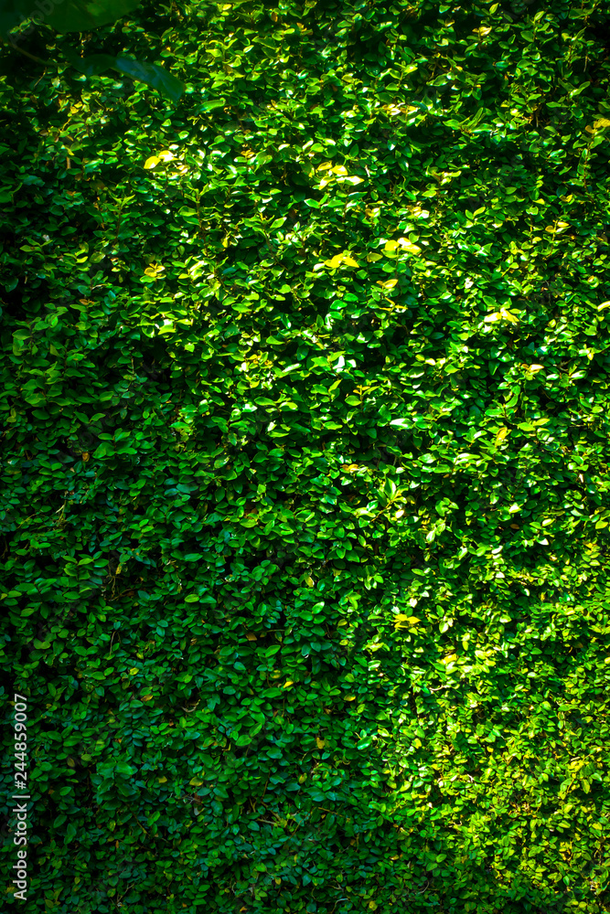 Green leaf texture and background in high resolution