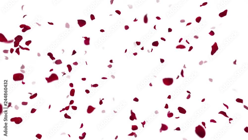 Rose petals Red fluttering Rose petals Red fluttering