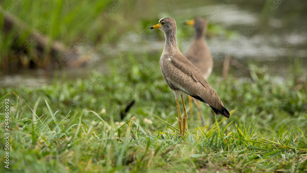 Naklejka premium African Wattled Lapwing