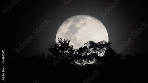 Full moon rising behind trees.