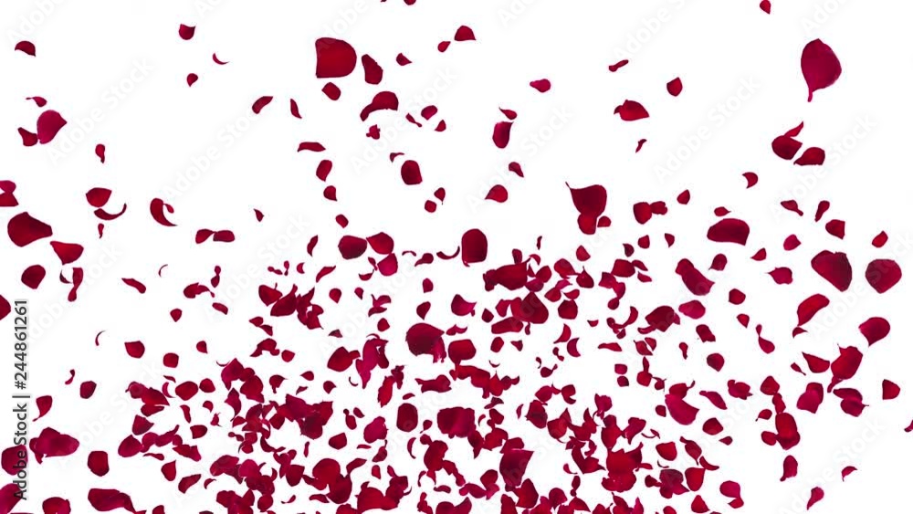 Rose petals Red fluttering