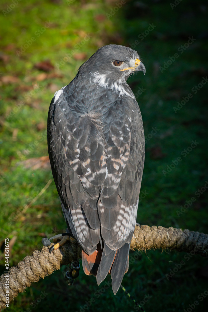 Fototapeta premium African red-tailed hawk (Angur buzzard) enjoying the sun on a warm winter day at an animal sanctuary in Southern Oregon