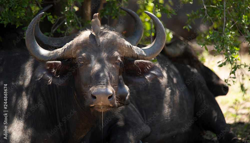 Fototapeta premium buffalo in the wild zambia