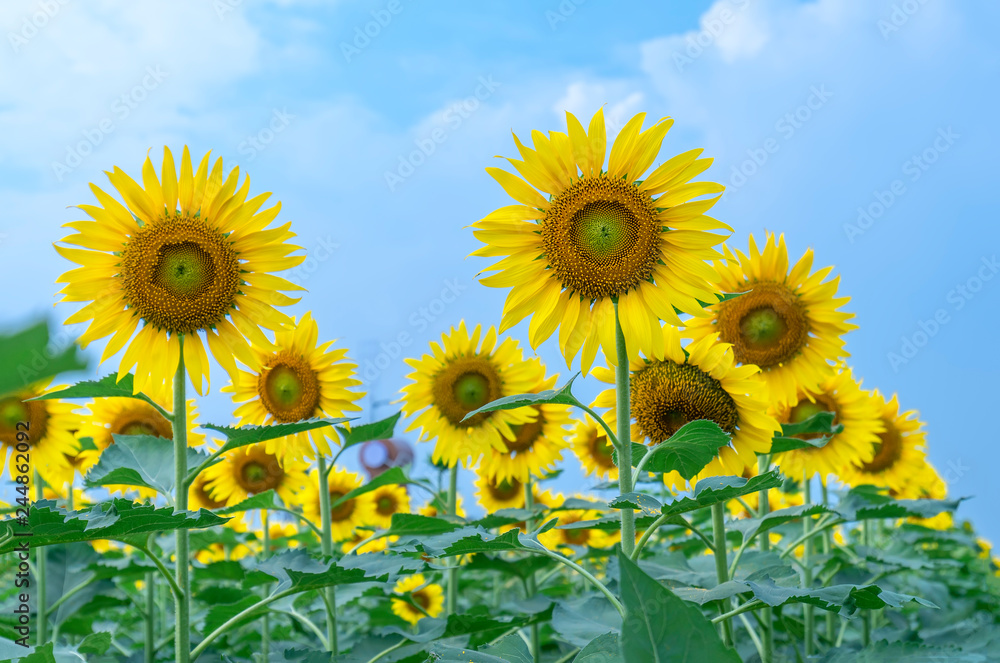 Fototapeta premium Close up of sunflower fields with blooming flowers like the sun shining in organic farms