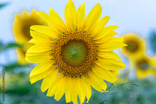 Fototapeta Naklejka Na Ścianę i Meble -  Close up of sunflower fields with blooming flowers like the sun shining in organic farms