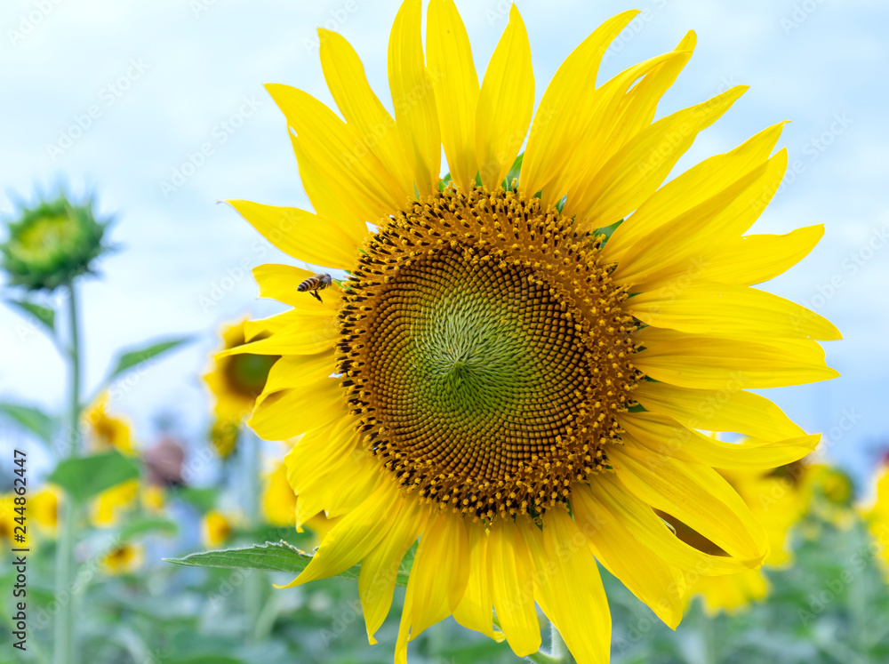 Close up of sunflower fields with blooming flowers like the sun shining in organic farms Close up of sunflower fields with blooming flowers like the sun shining in organic farms
