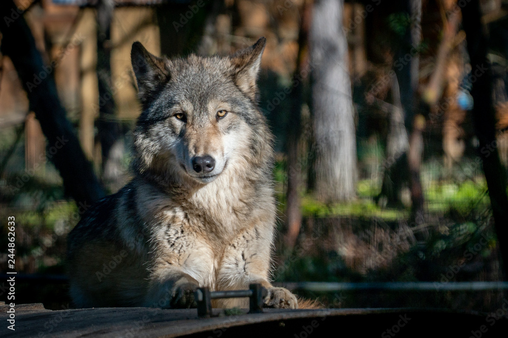 Fototapeta premium Grey wolf resting on a warm winter day at an animal sanctuary in Southern Oregon