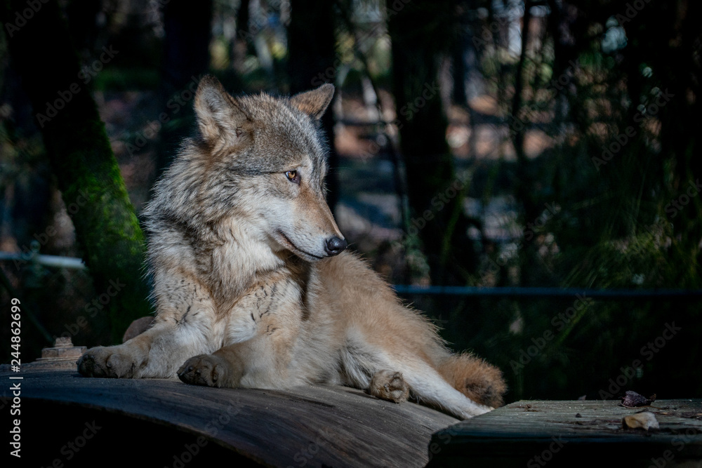 Fototapeta premium Grey wolf resting on a warm winter day at an animal sanctuary in Southern Oregon