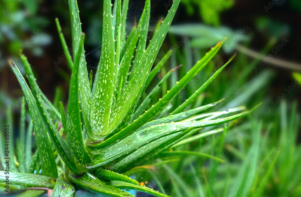 Fototapeta premium Aloe vera in the garden. This is a plant that has antibacterial effect, assists digestion, purifies heat, cures diabetes, reduces blood fat, reduces pain and heals wounds to beautify skin…