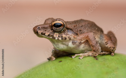  Costa Rica Tree Frog 