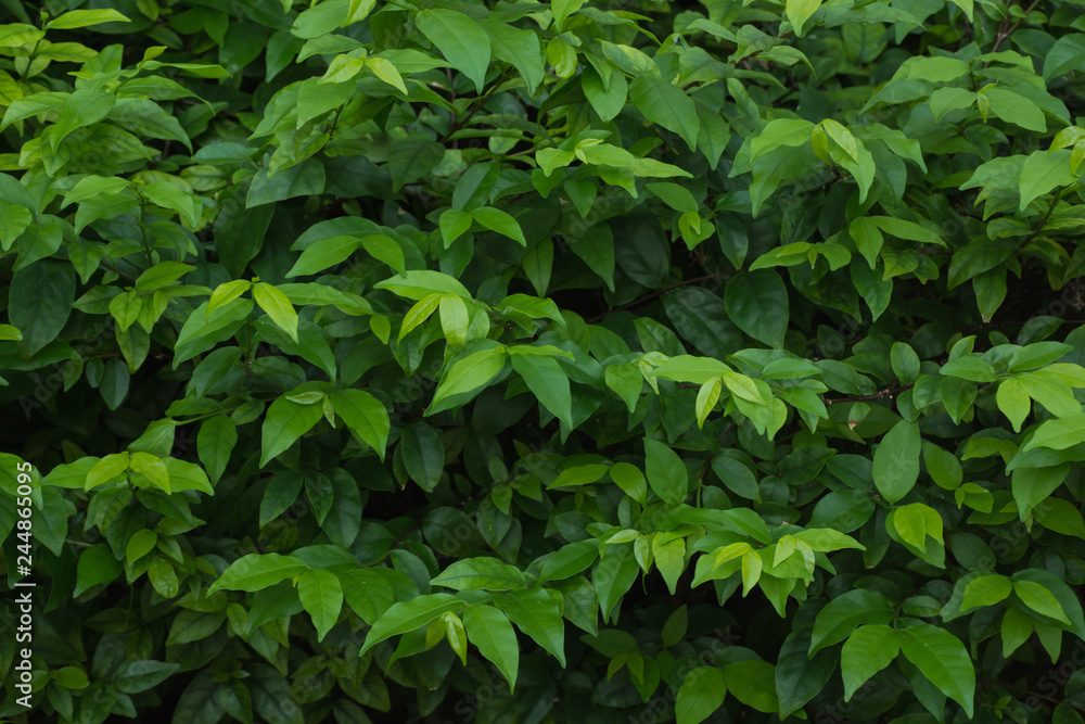 Green leave nature background,soft focus. Green leave nature background,soft focus.