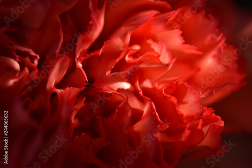 Close-up view of red petals