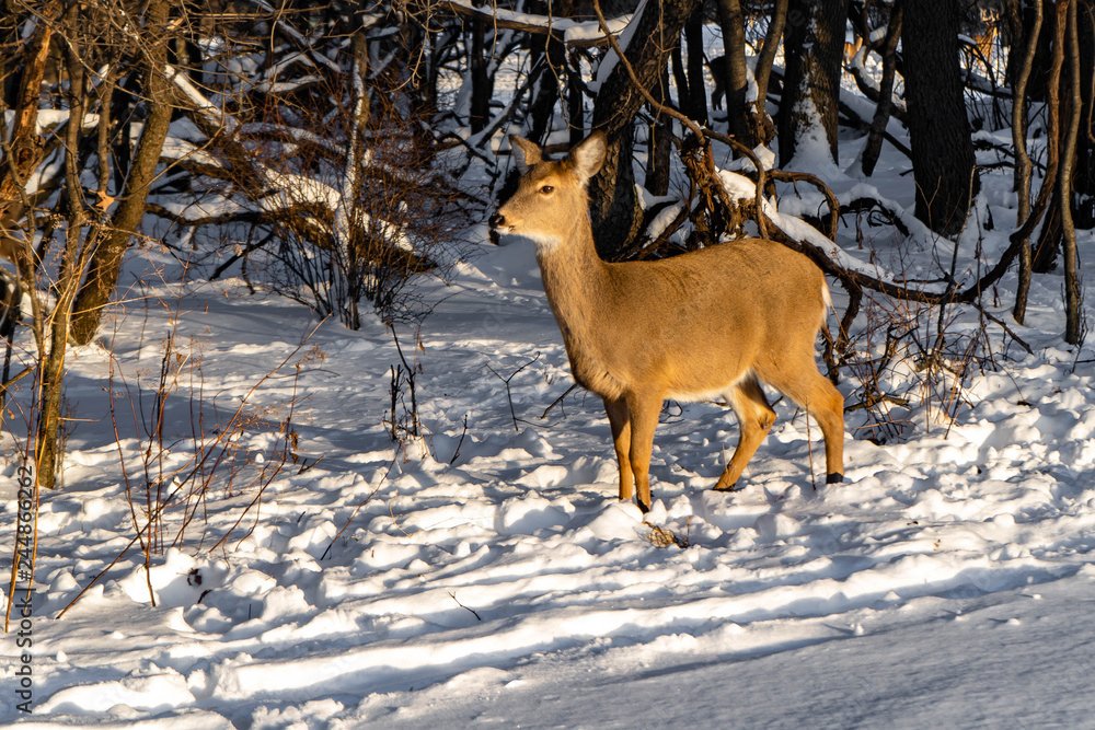 Cute young fluffy deer walks in the snowy forest Cute young fluffy deer walks in the snowy forest
