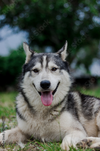 Portrait of Siberian husky. Dog smiling at the camera.