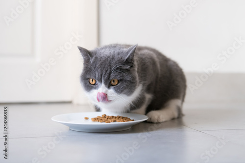 Cute British short-haired cat, indoor shooting