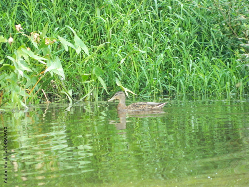 Fototapeta premium duck