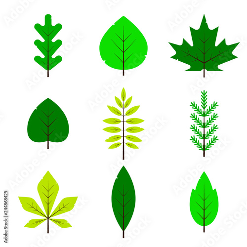 Different green leaves set in flat style isolated on white background. Spring leaf, forest branch leaves, maple, spruce, oak, rowan, birch vernal foliage - vector illustration