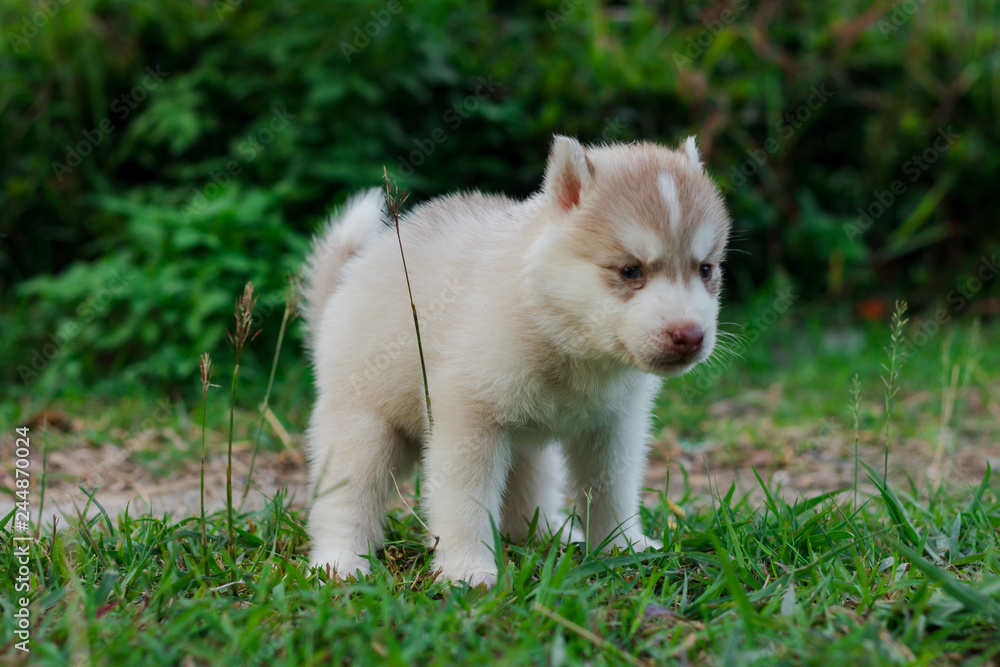 Newborn Siberian husky.Puppy Siberian husky.Siberian husky copper color.