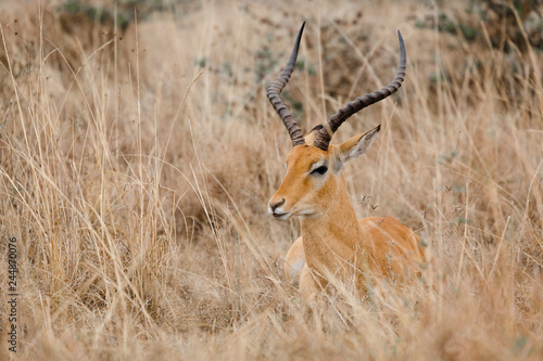 Grant's gazelle eating grass in field at Nairobi National park, Kenya.