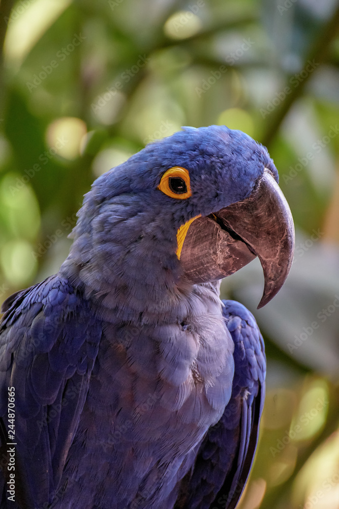 portrait blue guacamaya, blue and yellow macaw portrait blue guacamaya, blue and yellow macaw