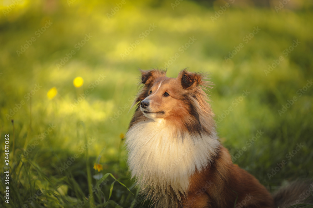 portrait of Collie dog