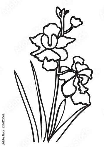 Singapore National Flower