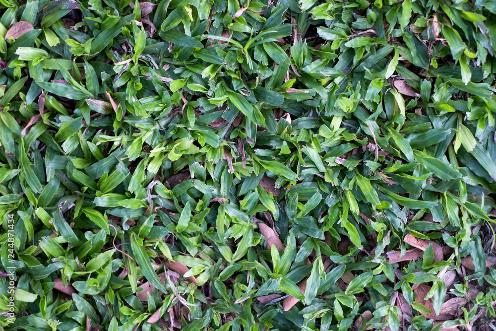 Fototapeta premium Green grass glossy on lawn backyard