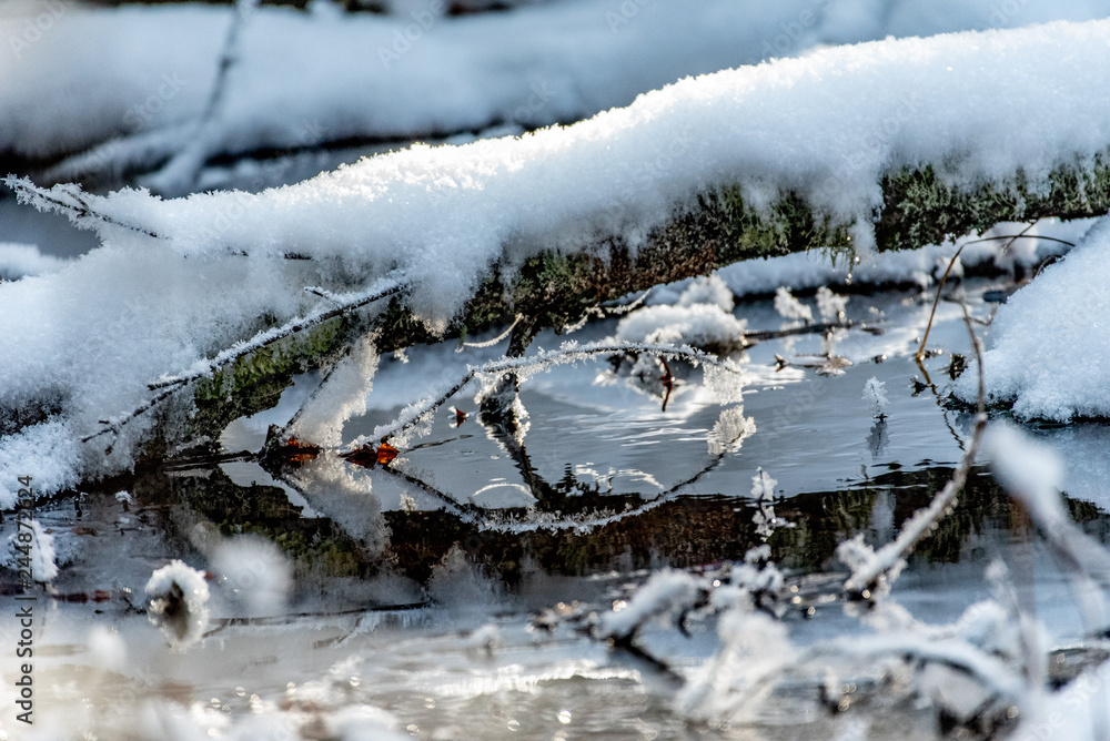 ice/snow on branches/pond