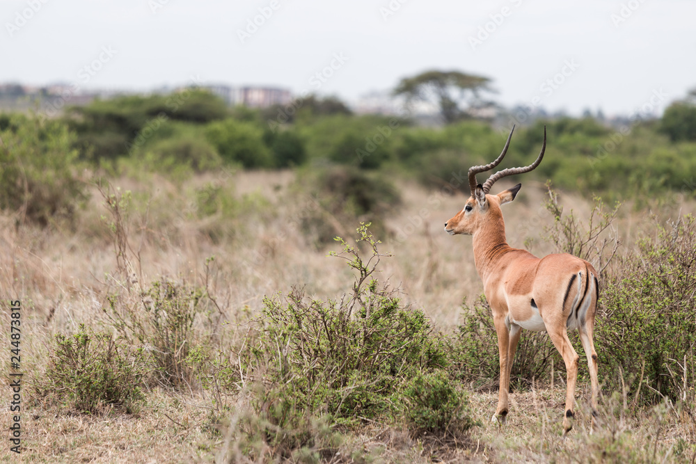 gazelle deer (Africa Deer) turn back and looking back to camera in open field savannah. gazelle deer (Africa Deer) turn back and looking back to camera in open field savannah.