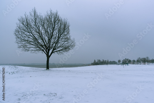 tree in winter, snow on the beach. Zeewolde Netherlands 22 jan 2019