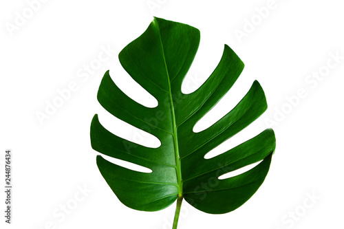 Monstera leaf isolated on white background with clipping path.