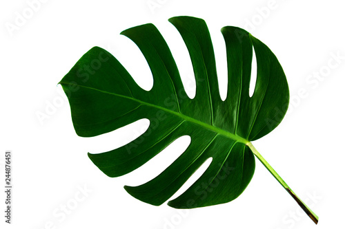 Monstera leaf isolated on white background with clipping path.