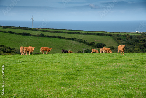 Grazing cows on a field near Dealabole in north Cornwall, UK.