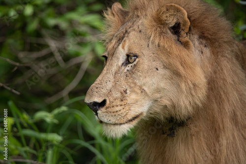 portrait of a lion