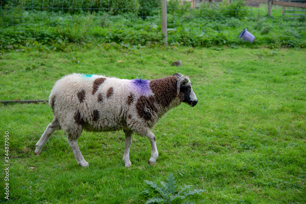 Fototapeta premium Violet and turquoise marked sheep in north Cornwall, UK