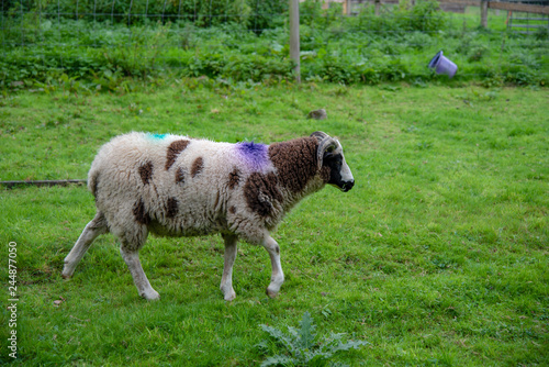 Violet and turquoise marked sheep in north Cornwall, UK