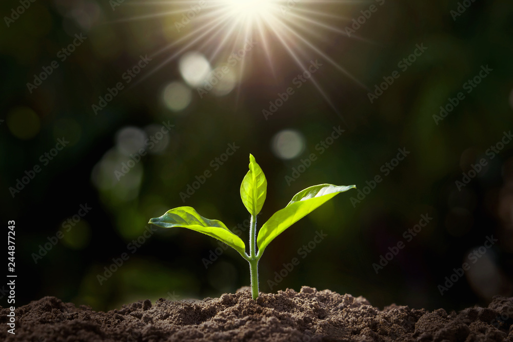 small plant growing in garden with sunlight small plant growing in garden with sunlight