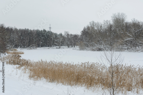 frosty morning in the forest