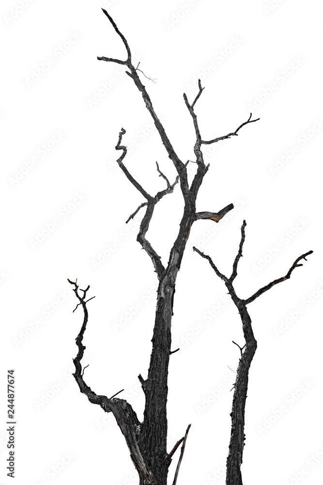 Dry bare branches isolated on white background Dry bare branches isolated on white background