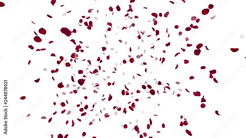Rose petals Red fluttering Rose petals Red fluttering