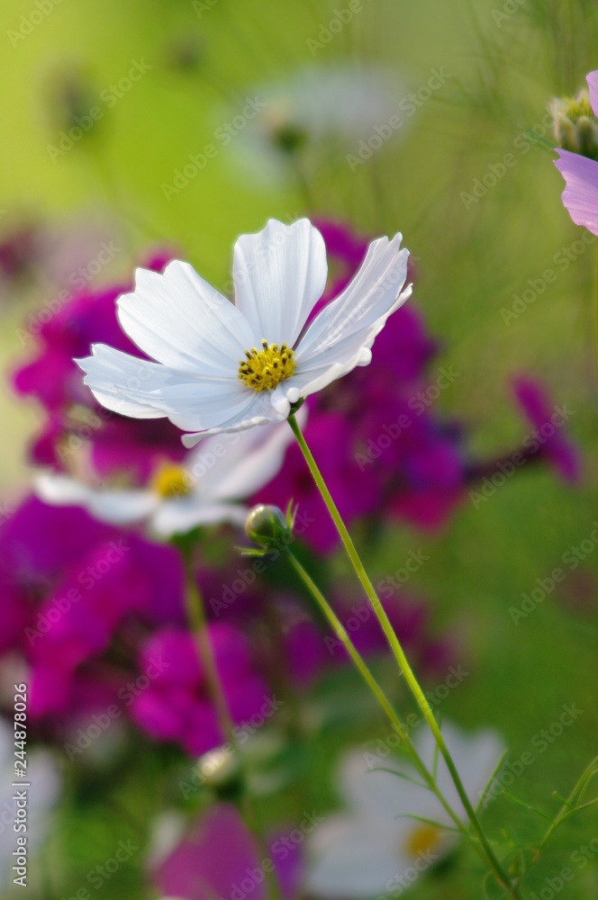 Flowers Flowers
