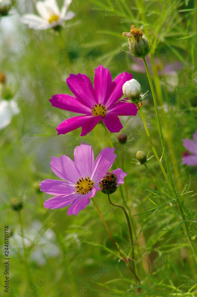 Flowers Flowers