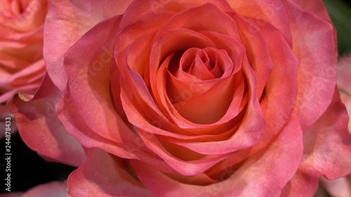 Wallpaper Mural Beautiful pink rose flower as background. HD video Torontodigital.ca