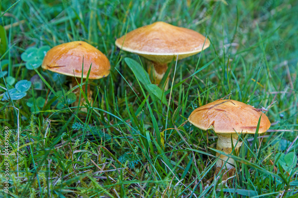 Der bevorzugte Wachstumsort derGold-Röhrling sind Lärchenwälder, deshalb wird er auch oft in der Umgangssprache als Lärchenpilz bezeichnet Der bevorzugte Wachstumsort derGold-Röhrling sind Lärchenwälder, deshalb wird er auch oft in der Umgangssprache als Lärchenpilz bezeichnet