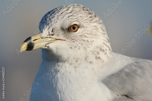 Closeup portrait of Ring-billed Gull with eye